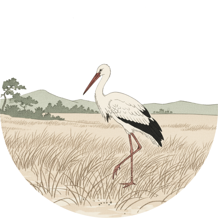 storck searching for food in meadows  illustrated