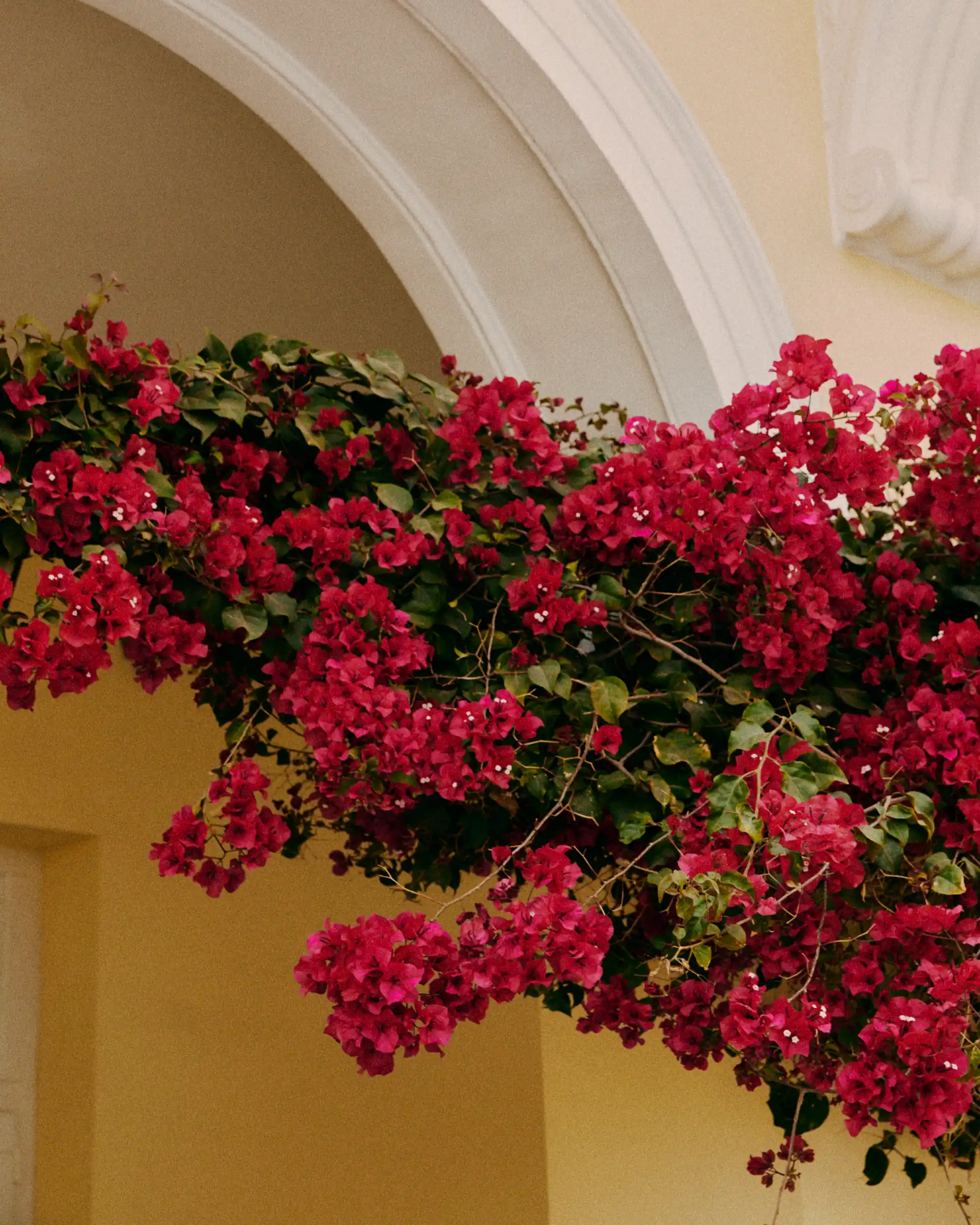 bougainvillea