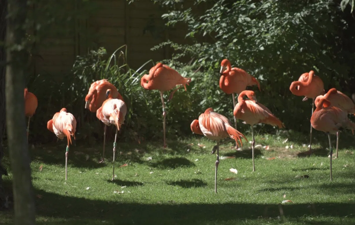 Birdland Park and Gardens en el hotel Cowley Manor Experimental en los Cotswolds.