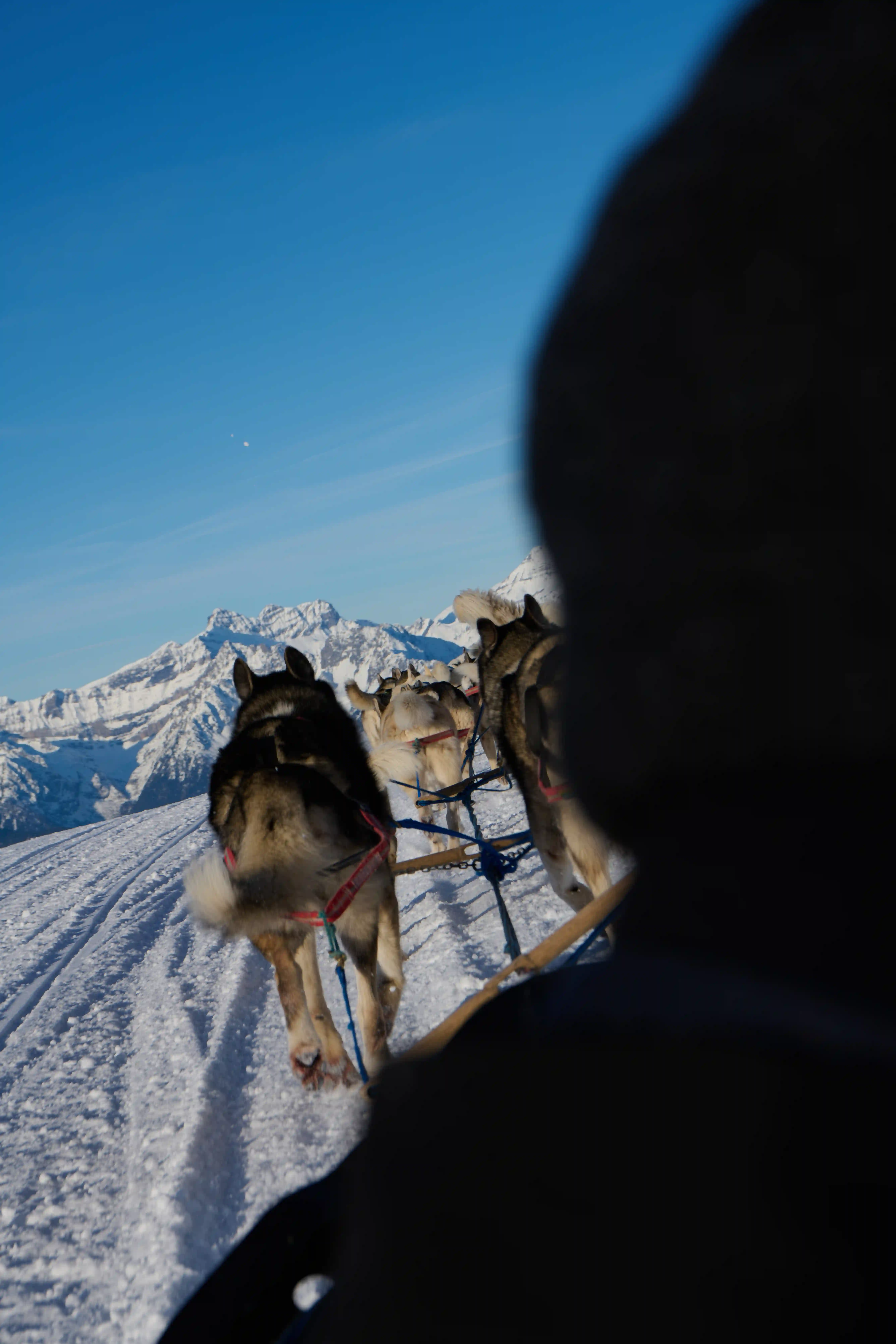 Un musher et son attelage de huskies tirant un traîneau à travers une forêt enneigée