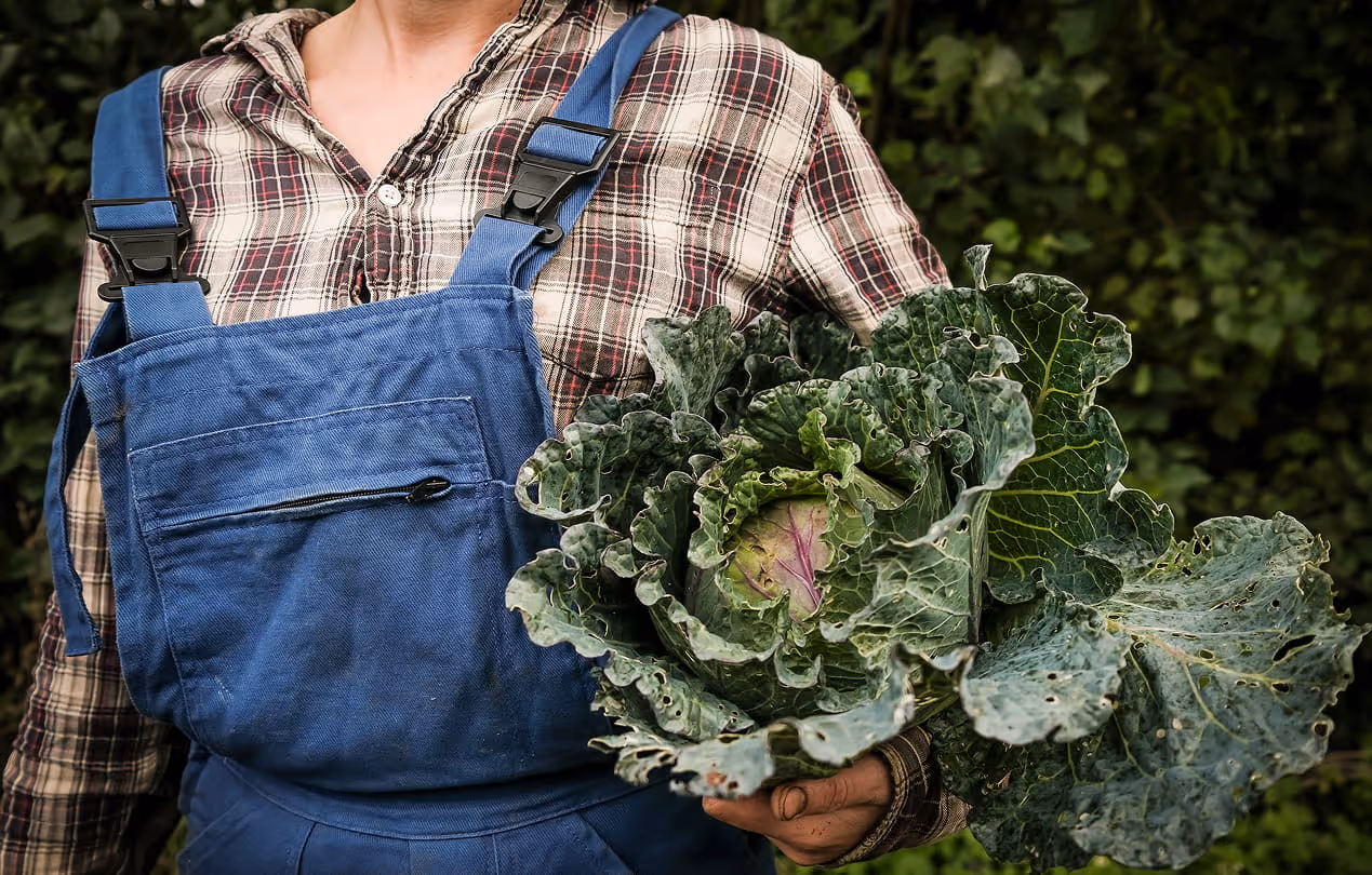 Agriculteur travaillant dans ses cultures maraîchères pour favoriser la biodiversité et la transition écologique