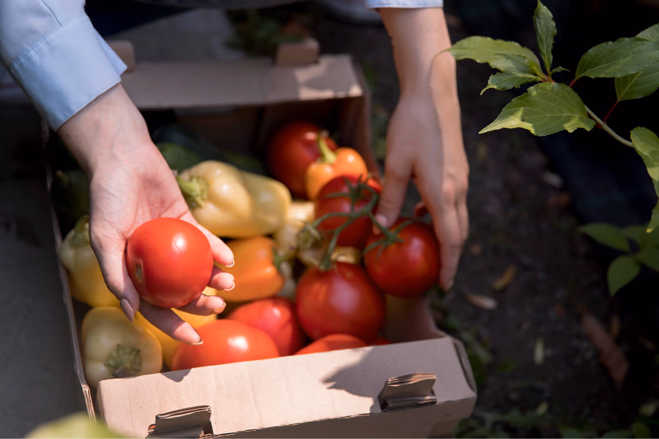 Panier de légumes frais, illustrant les projets de prévention nutritionnelle.