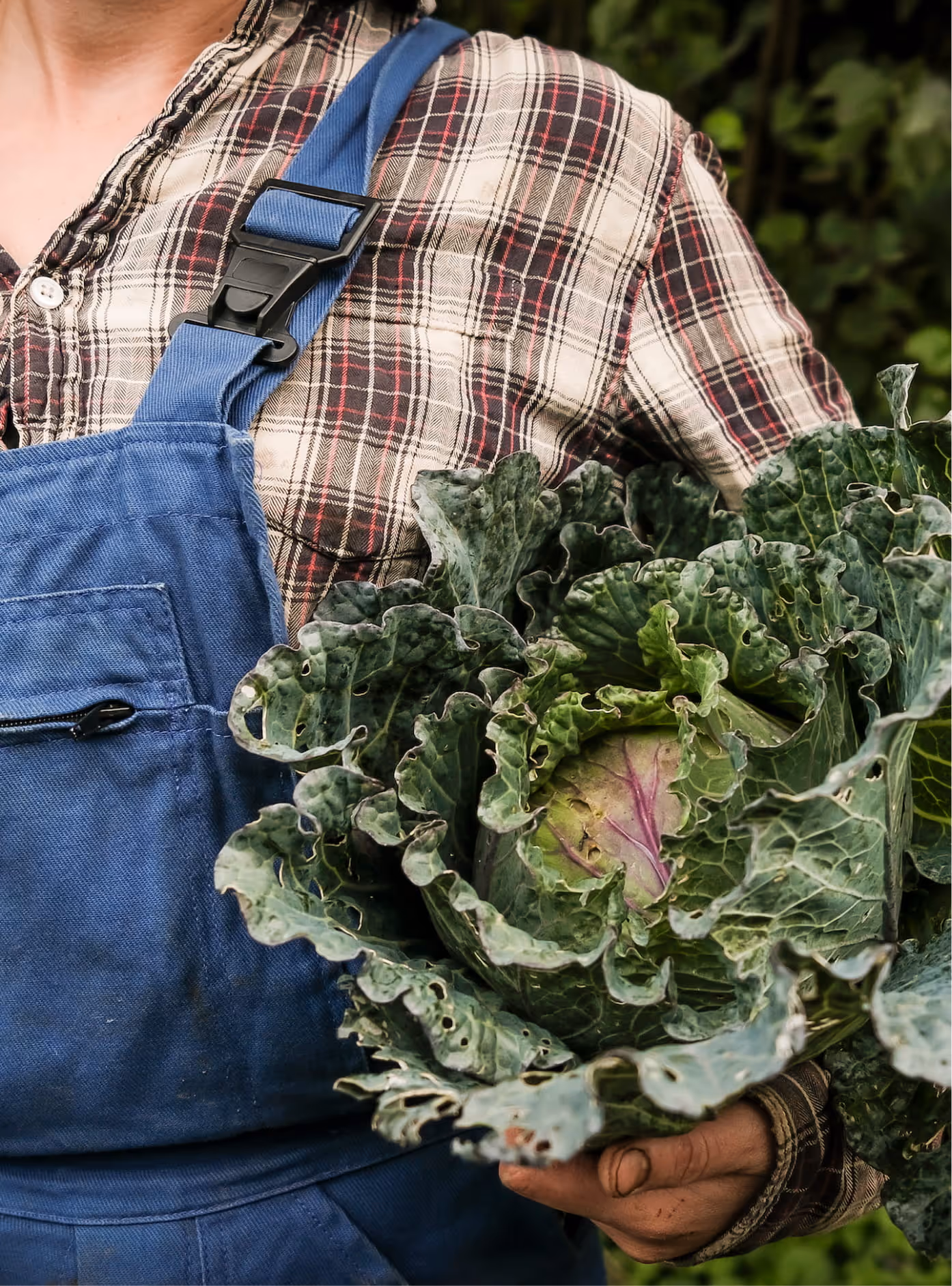 Gros plan d'un maraîcher portant un chou frisé fraîchement récolté, symbolisant l'aide à la transition agricole.