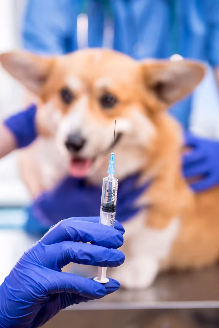 China veterinary drug registration