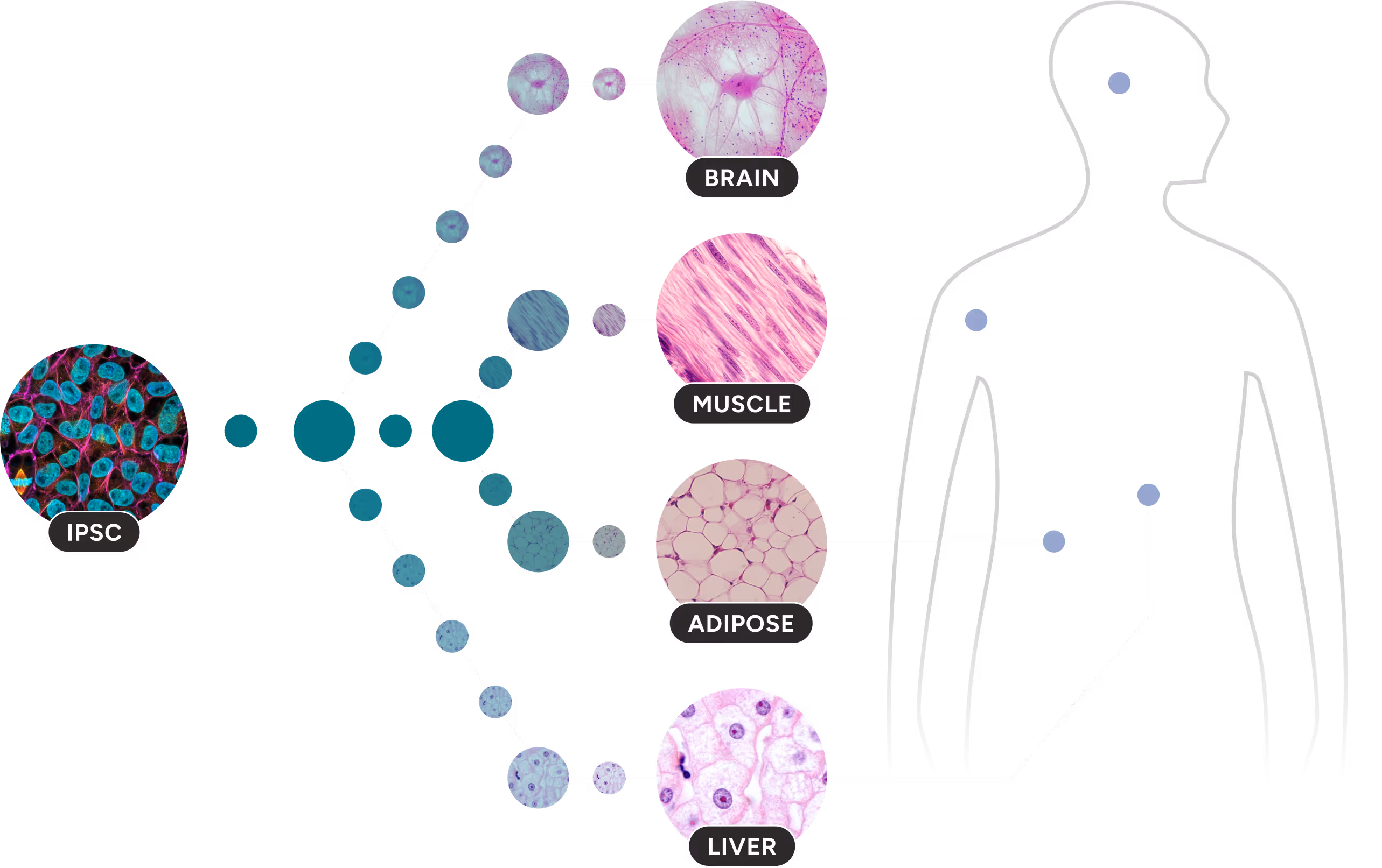 Diagram showing differentiation of IPSC cells into brain, muscle, adipose, and liver tissues connected to respective human body regions.