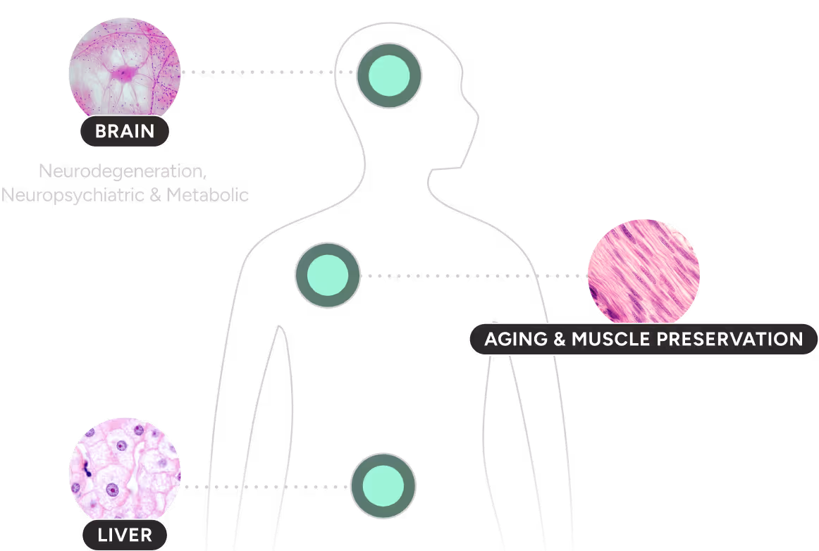 Silhouette of a human body showing brain, heart, and liver with labeled microscopic images for brain (neurodegeneration, neuropsychiatric & metabolic), aging & muscle preservation, and liver health.