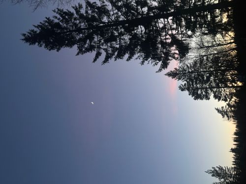 Næretrær silhouetert mot nattehimmel med grønne og røde nordlys og synlige stjerner.