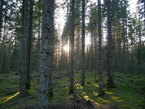 Lite tømmerhytte på en flytende plattform ved en innsjø omringet av trær under en klar blå himmel.