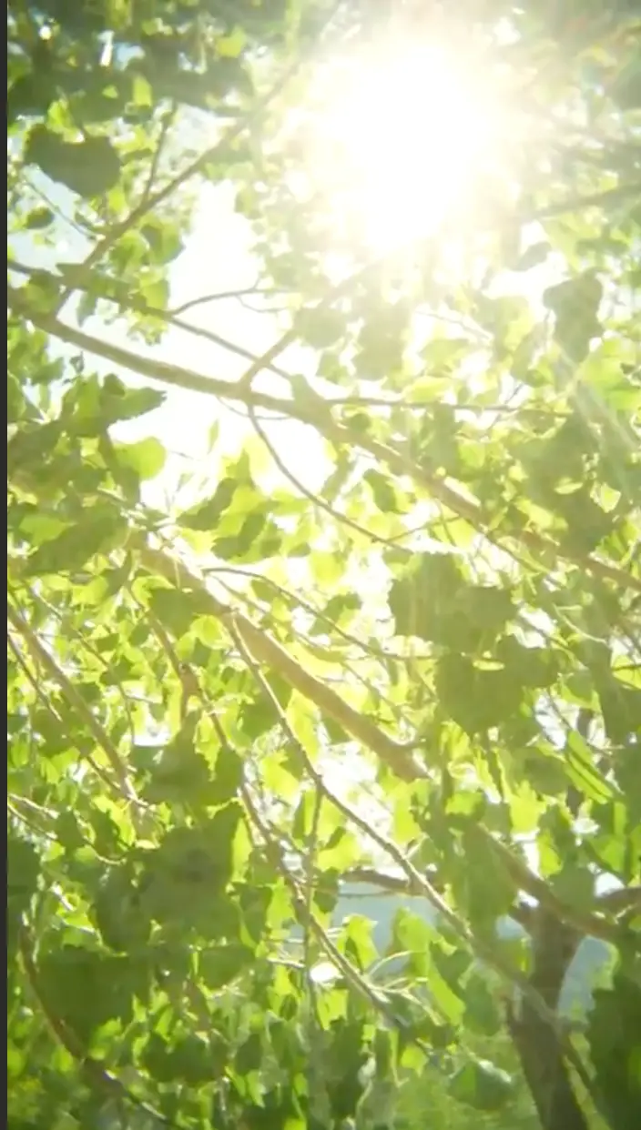 Sunlight shining through green leafy tree branches on a bright day.