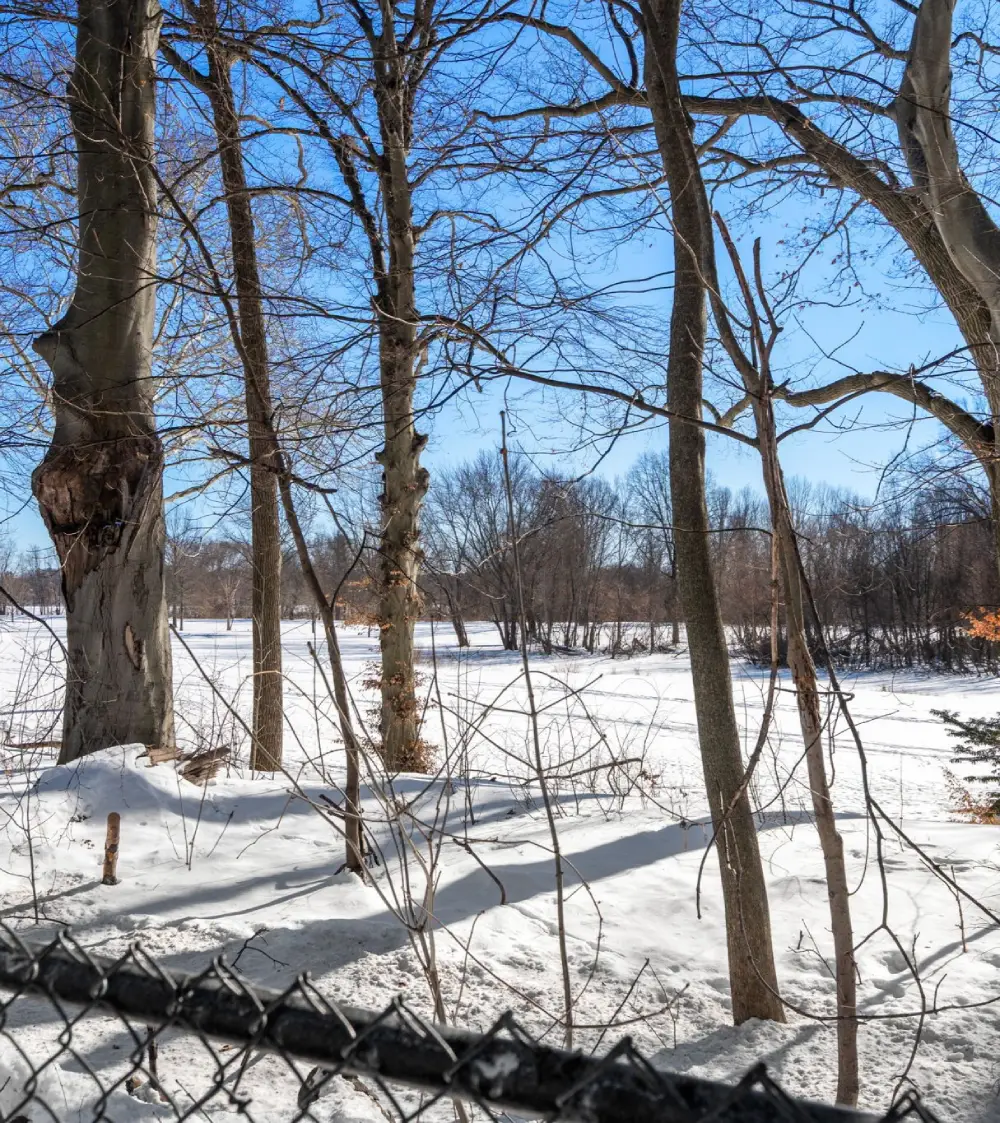 Snow-covered forest landscape with bare trees under a clear blue sky and a chain-link fence in the foreground.