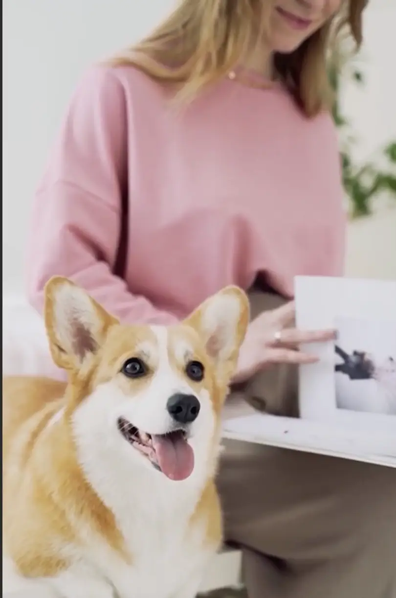 Happy corgi dog with tongue out sitting in front of a woman wearing a pink sweater who is holding a photo book.