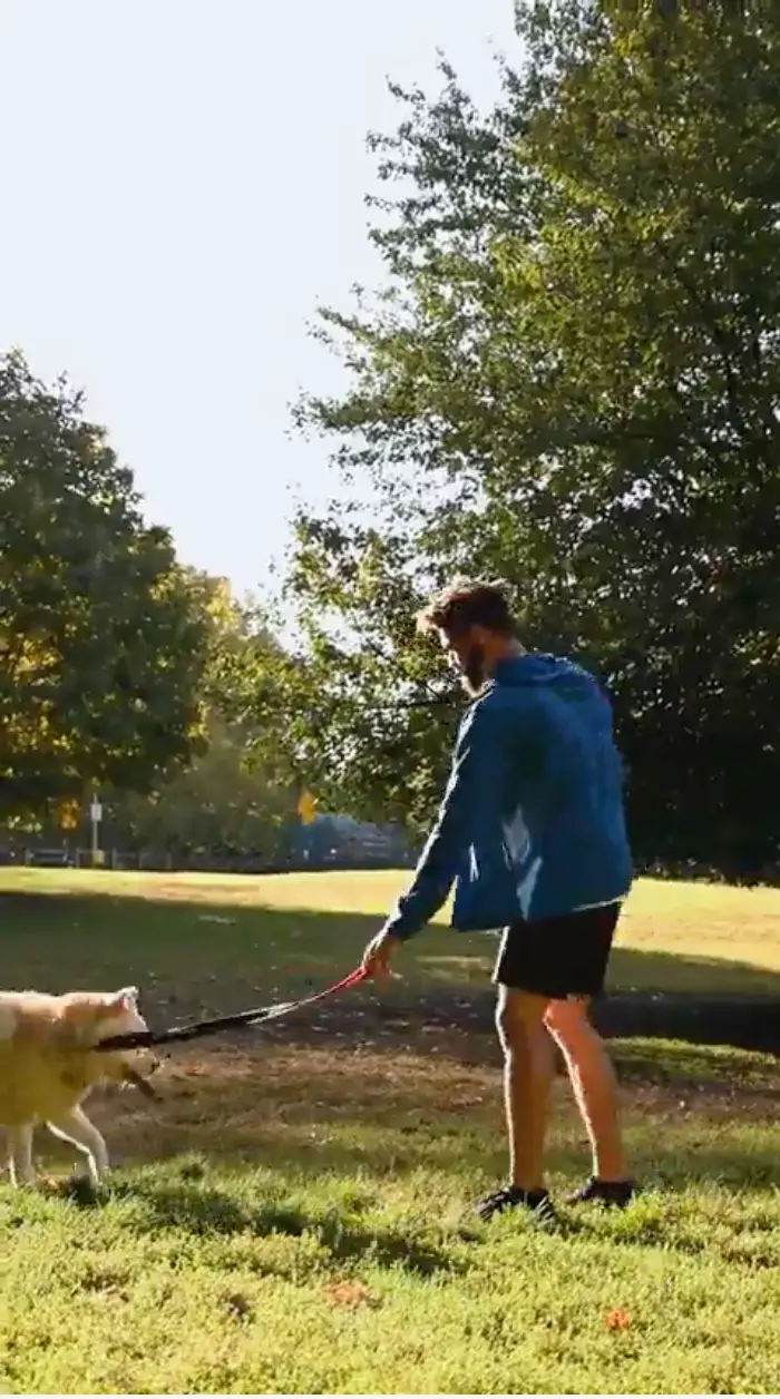 Man wearing a blue jacket and black shorts playing tug-of-war with a dog in a sunlit park.