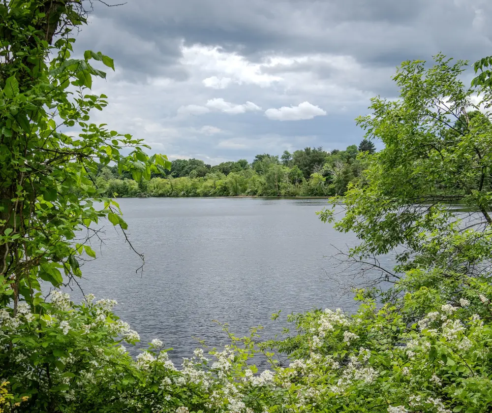 Calm pond surrounded by green trees and white flowers under a cloudy sky.