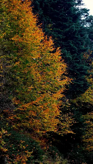 Dense forest with vibrant autumn foliage in shades of orange and yellow beside dark green evergreen trees.