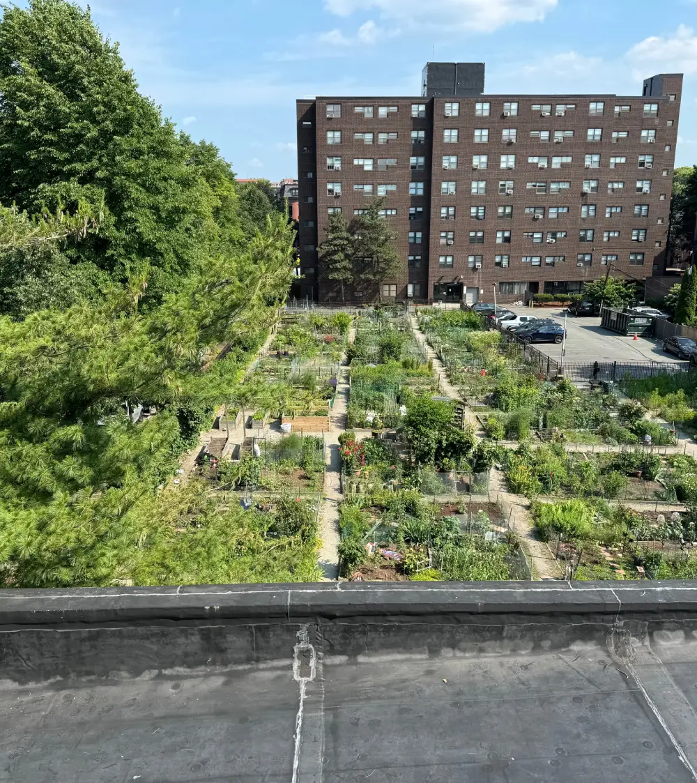 Community garden with multiple small plots containing various plants and greenery, with a large brick apartment building and trees in the background.
