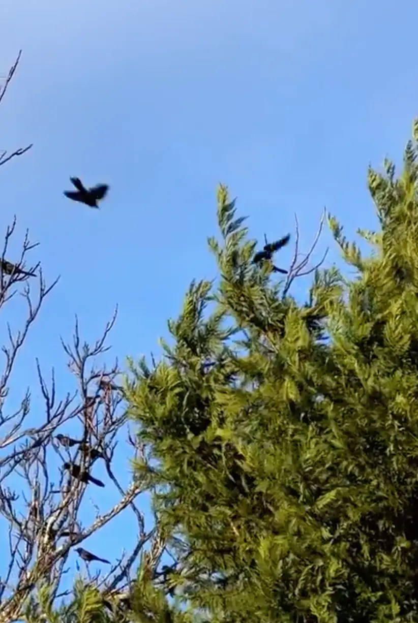 Several black birds perched on and flying around leafless and evergreen tree branches against a clear blue sky.