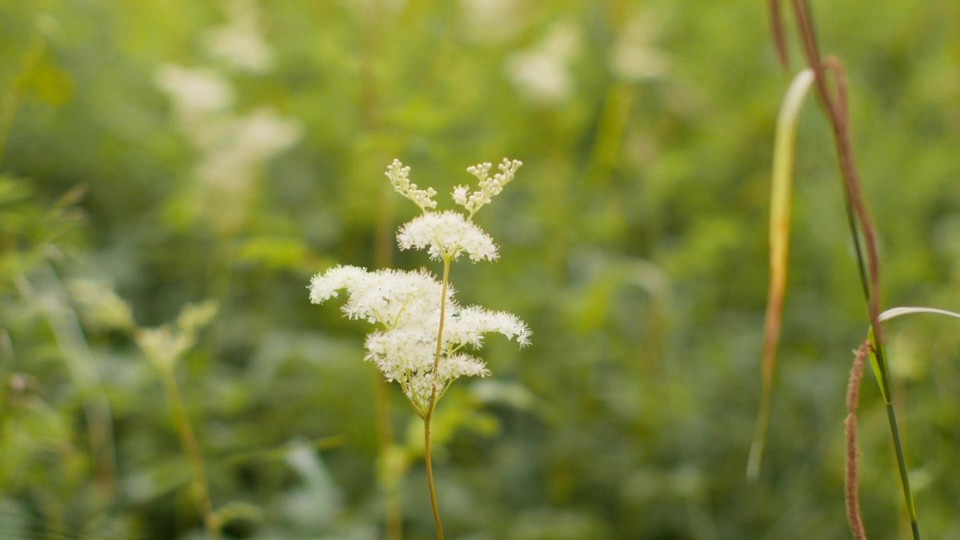 Plant_Meadowsweet_image