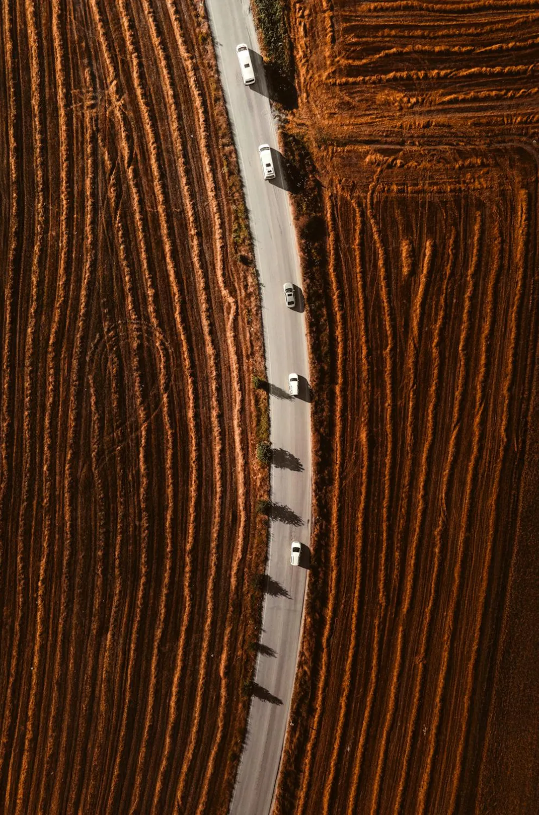 Aerial view of a narrow winding road with five white cars driving between brown agricultural fields with distinct planting patterns.