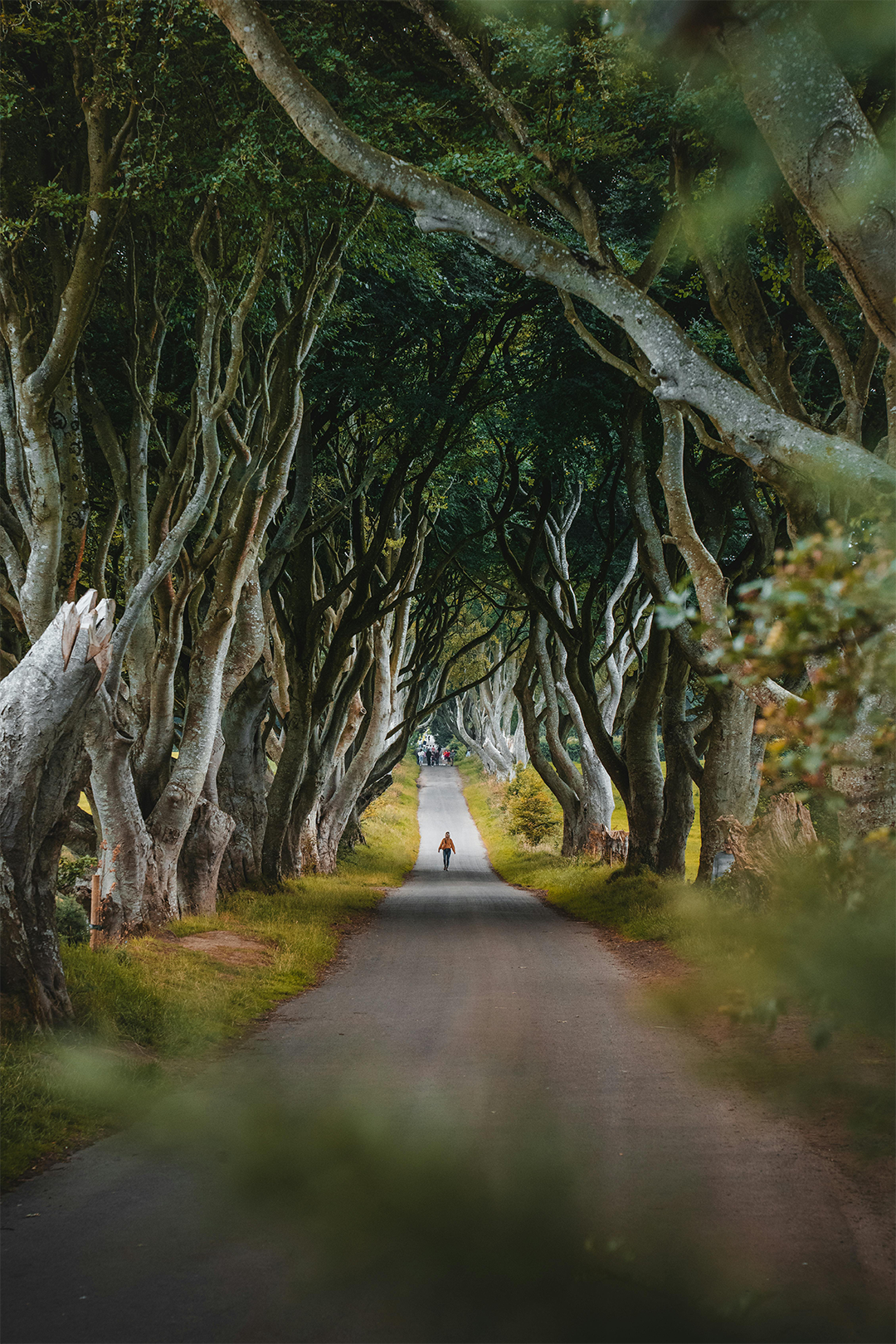 Long narrow road lined with tall, twisting trees forming a natural canopy, with a person walking in the distance.