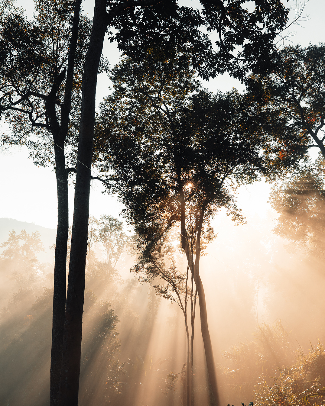 Sunlight streaming through tall trees in a misty forest at sunrise.