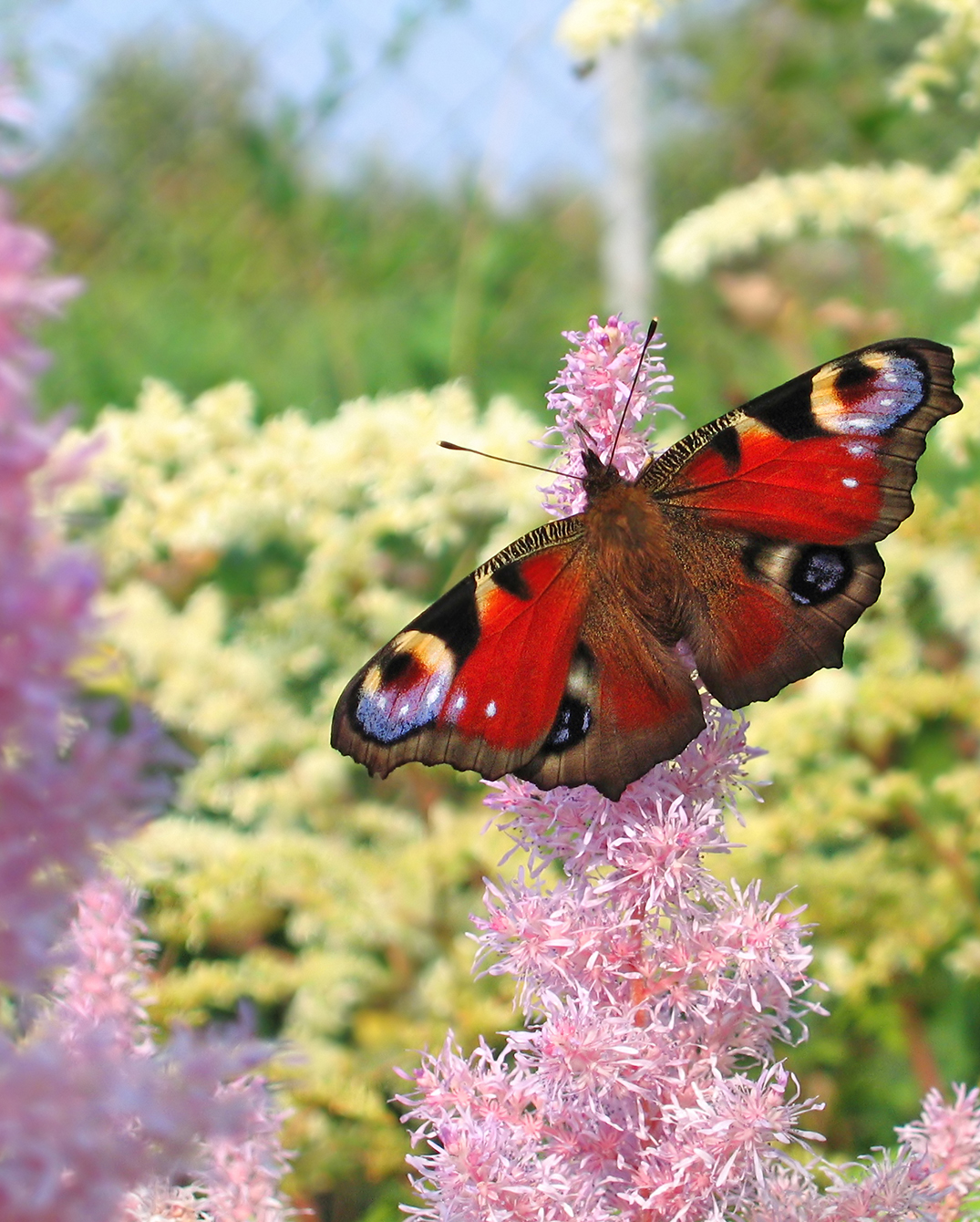 Peacock butterfly with red and black patterned wings perched on pink flowers in a garden.