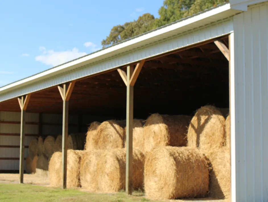 Large open-sided barn sheltering multiple round hay bales stacked inside.
