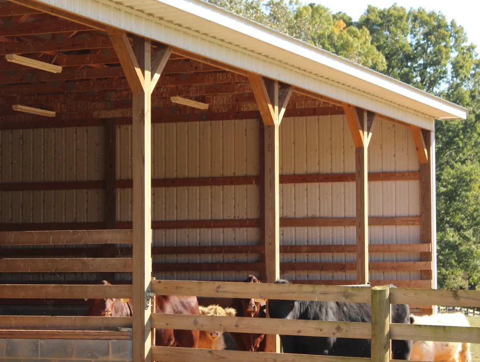 Cattle standing inside a wooden and metal agricultural barn with an open front, surrounded by wooden fencing.