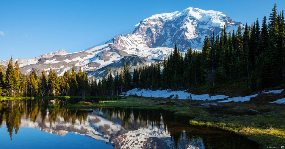 Mt. Rainier rising above the forest