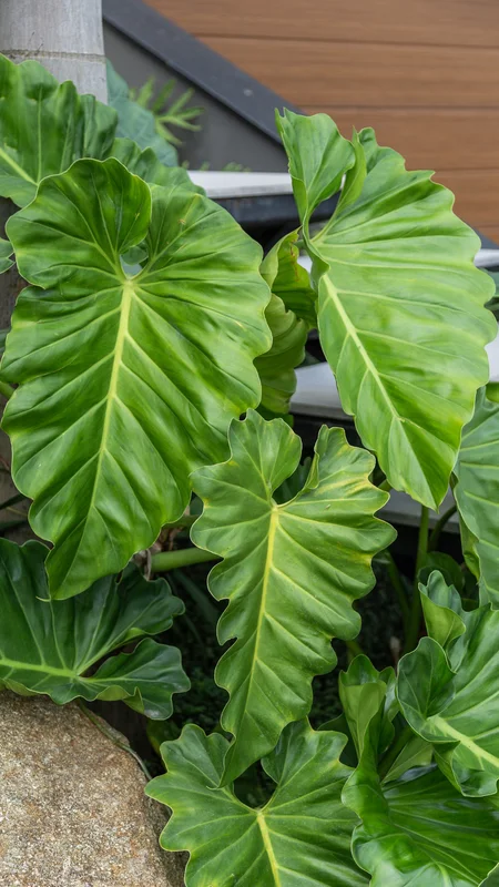 Cluster of large green tropical leaves with prominent veins and wavy edges near a tree trunk.