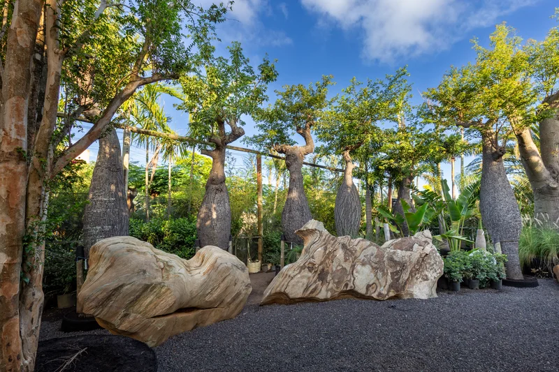 Thick-barked bottle trees with green foliage on black gravel under a blue sky with clouds.