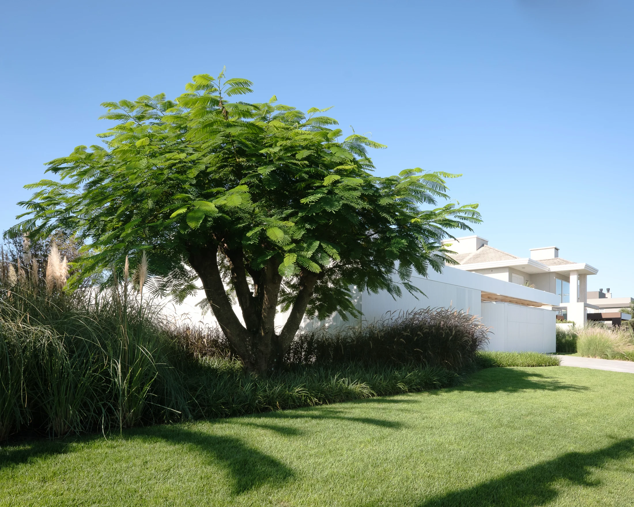 A large green tree in a garden beside a modern white house under a clear blue sky.