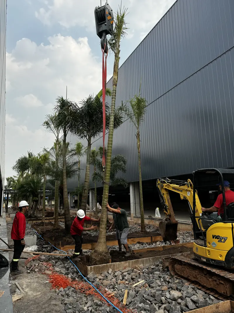 Workers and excavator planting tall palm trees along a building under cloudy sky.