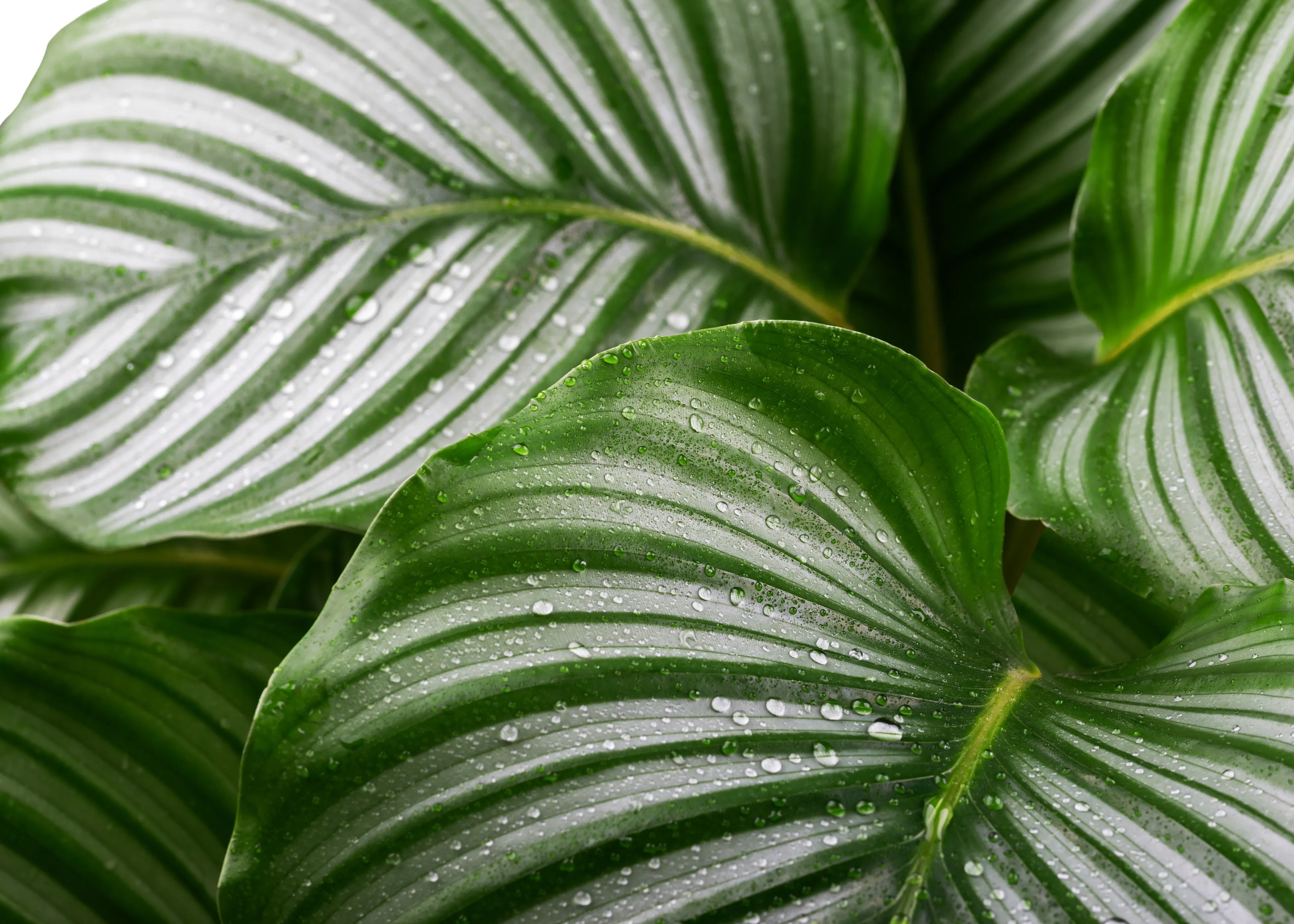 A close up of a green leaf with drops of water on it.