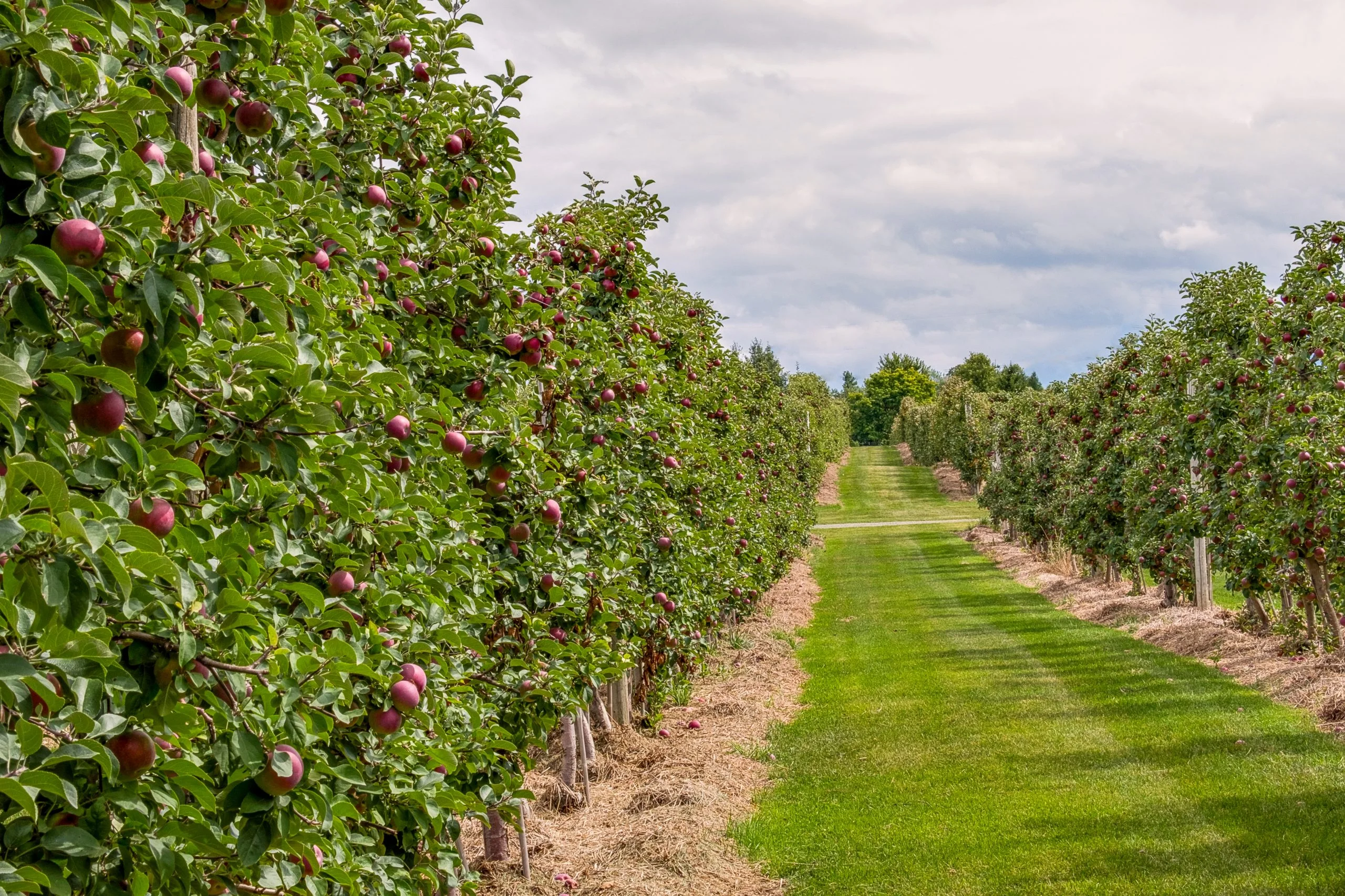 apple orchard with trellis system