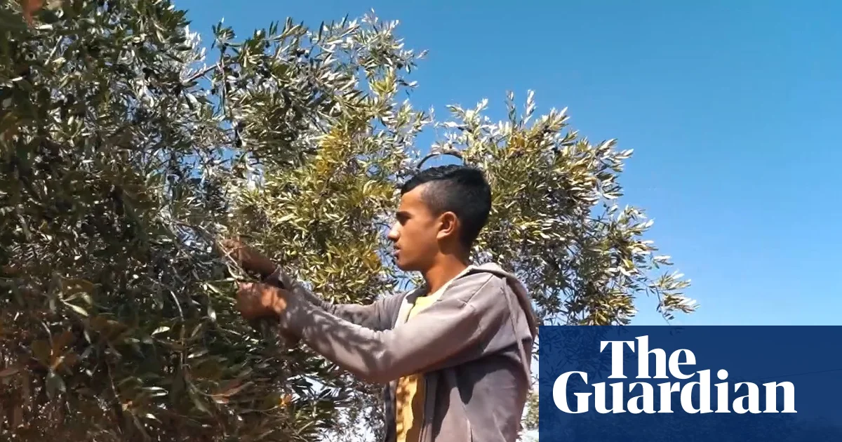 ‘These trees may not survive’: Jordan’s ancient olive harvest wilts under record-breaking heat