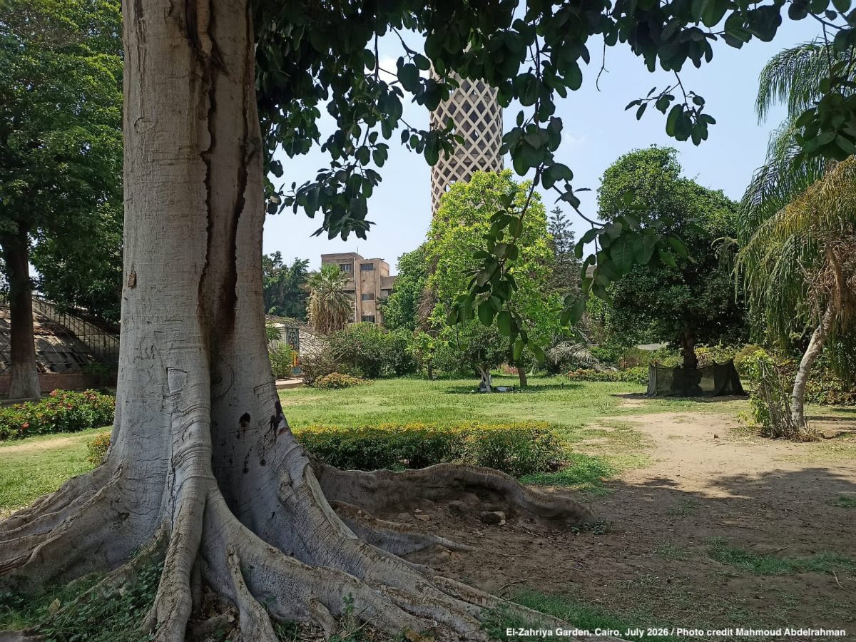 Can Saving a Public Park Change How Cairo Governs? | The Urban Activist