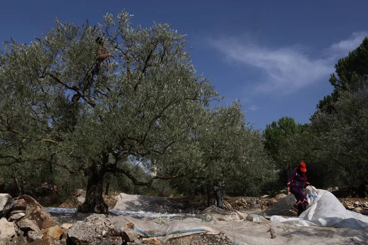 Bulldozers, glyphosate, white phosphorus: Israel’s destruction of South Lebanon’s olive groves