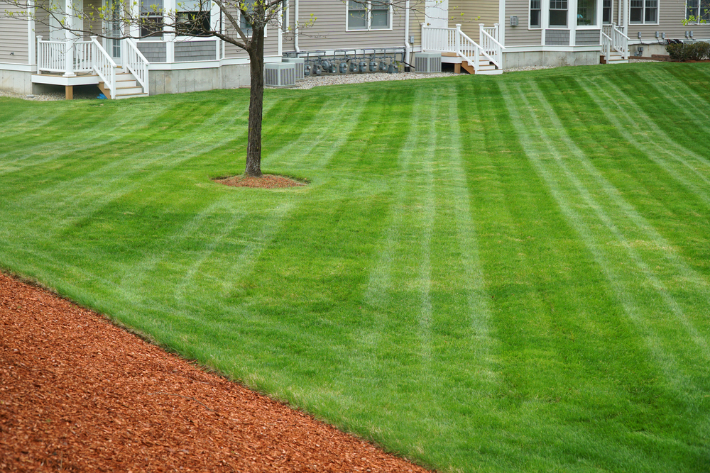 Freshly mowed green lawn with striped patterns near a tree and a house with white stairs.
