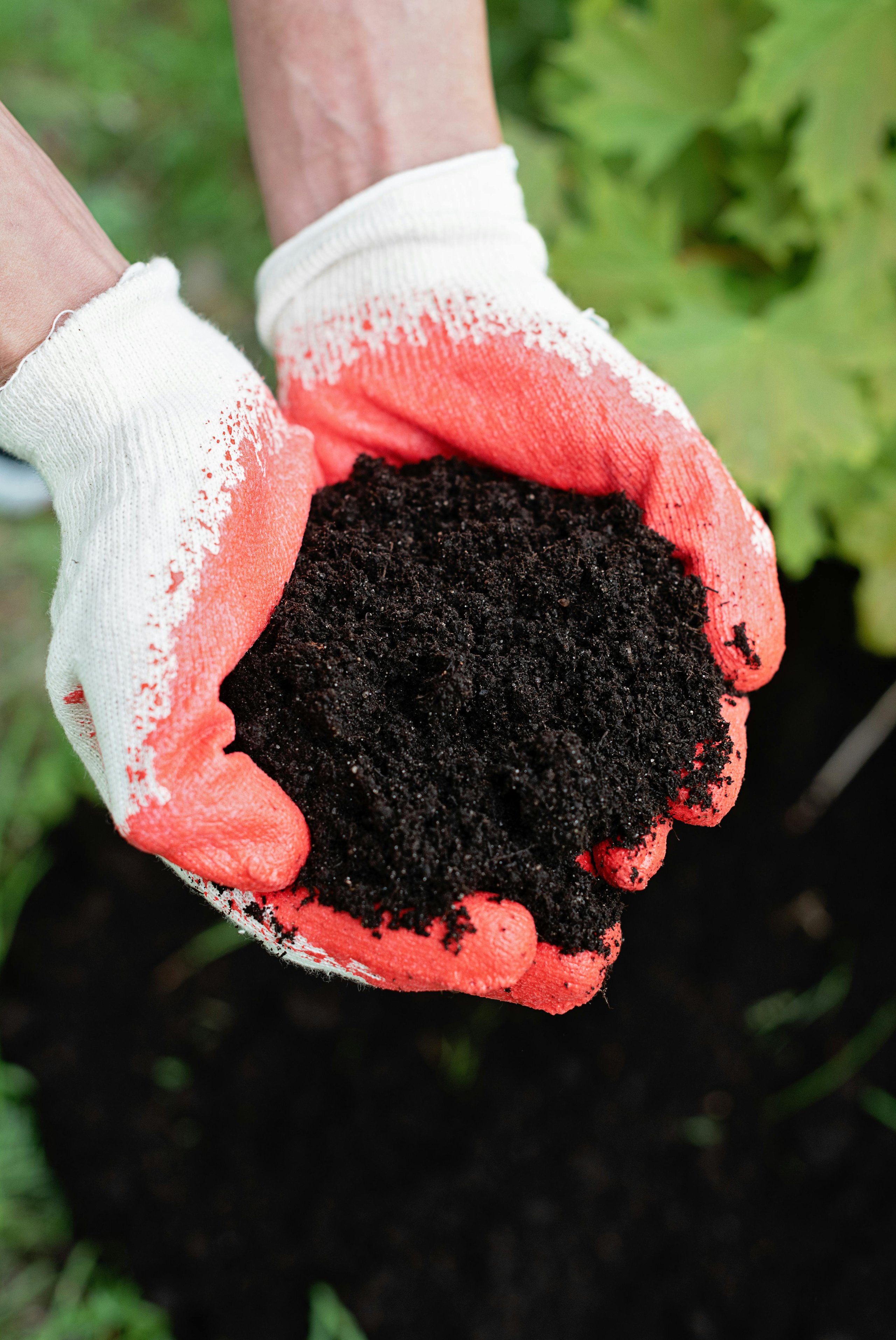 Hands wearing white and orange gardening gloves holding dark rich soil.