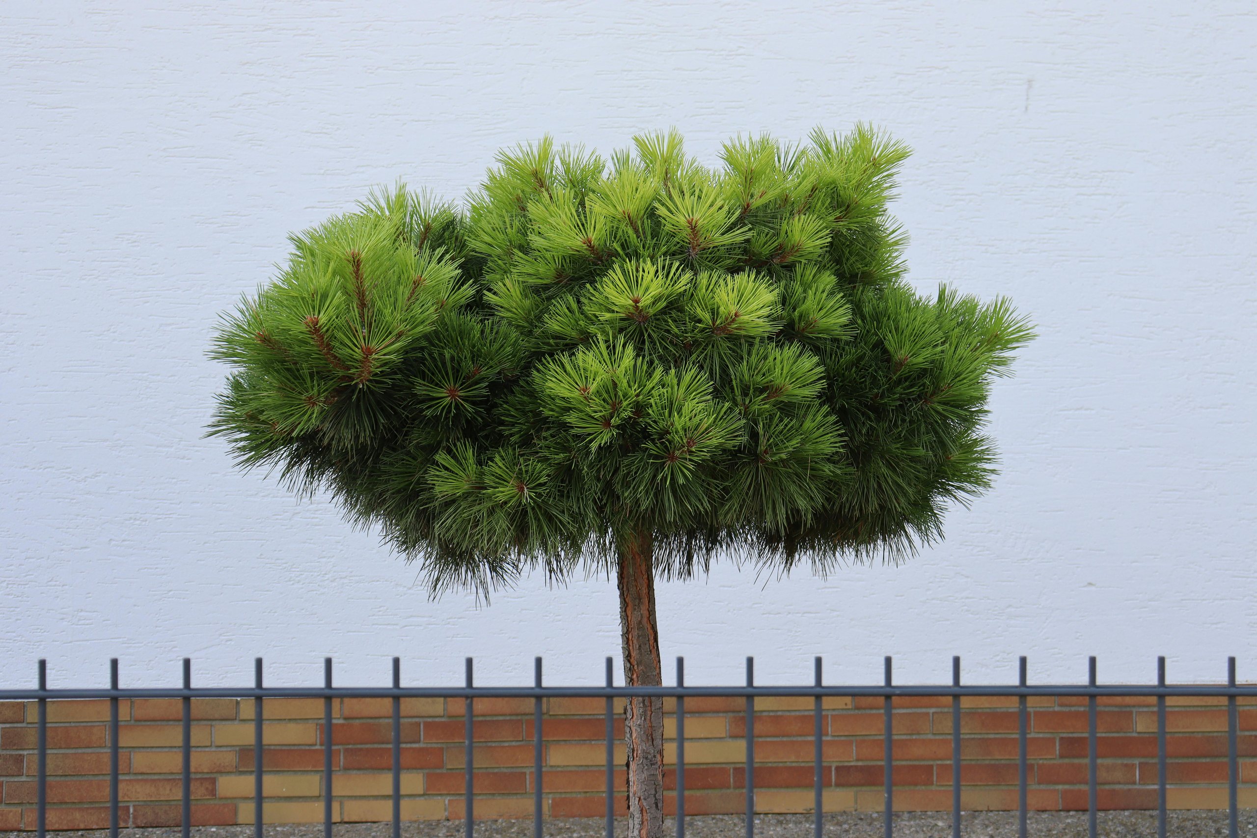 Small pine tree with dense green needles in front of a white textured wall with a low brick base and a black metal fence.