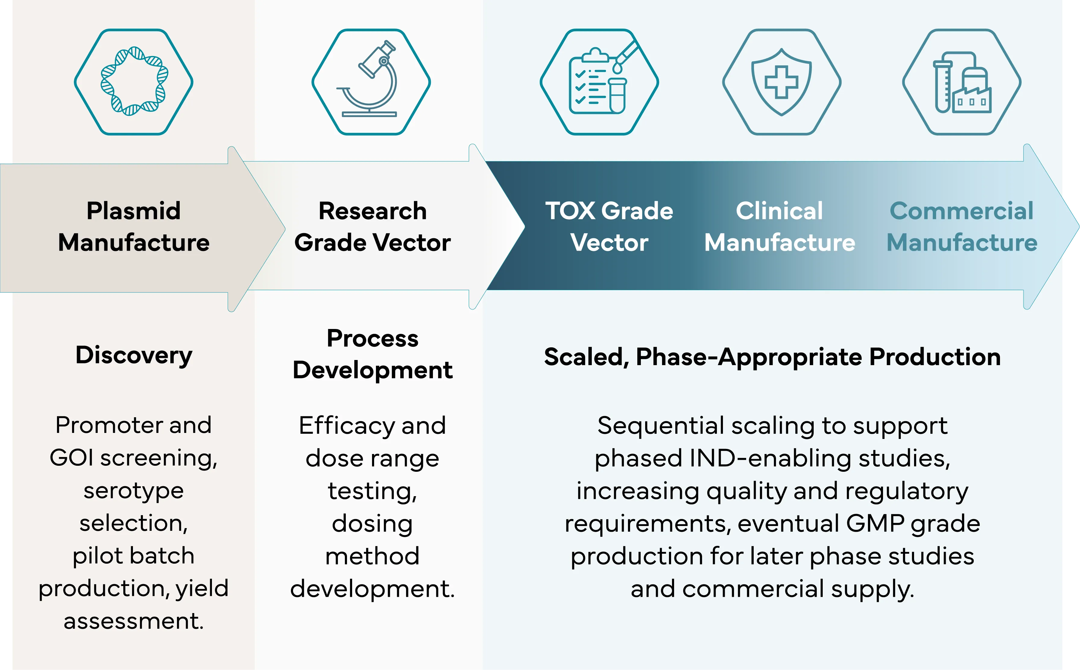 Process diagram showing the gene therapy manufacturing journey from plasmid production through commercial AAV manufacturing.