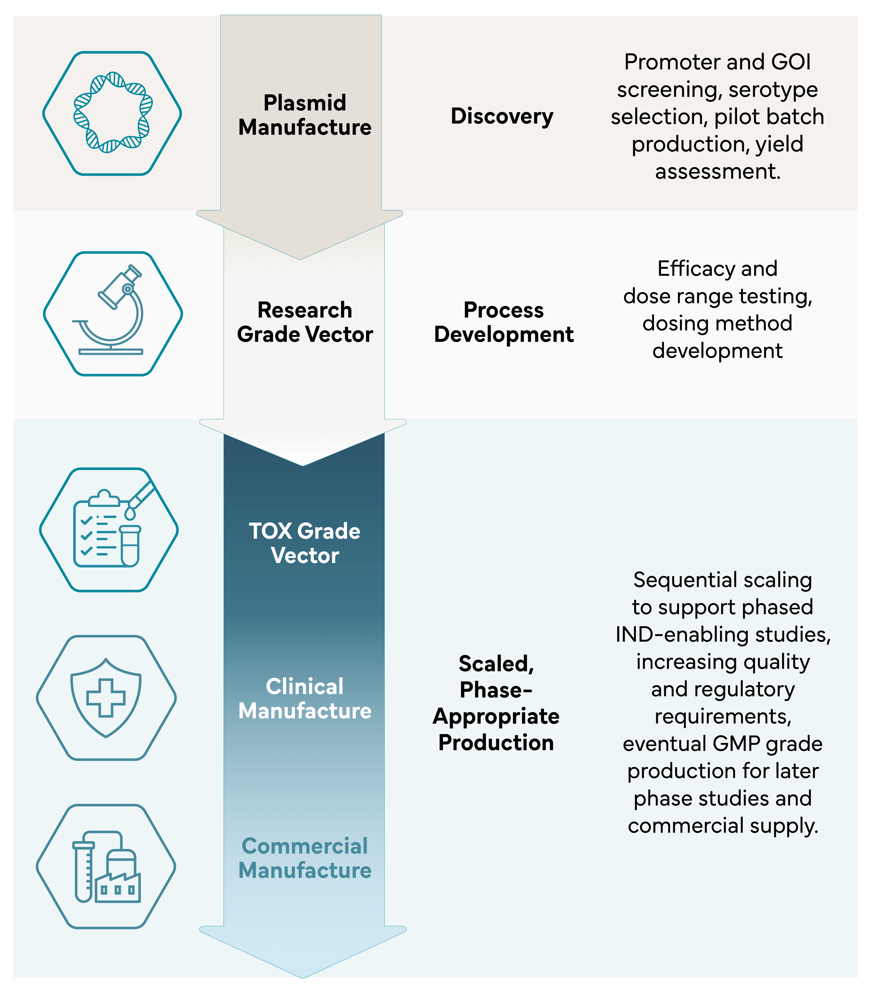 Process diagram showing the gene therapy manufacturing journey from plasmid production through commercial AAV manufacturing.