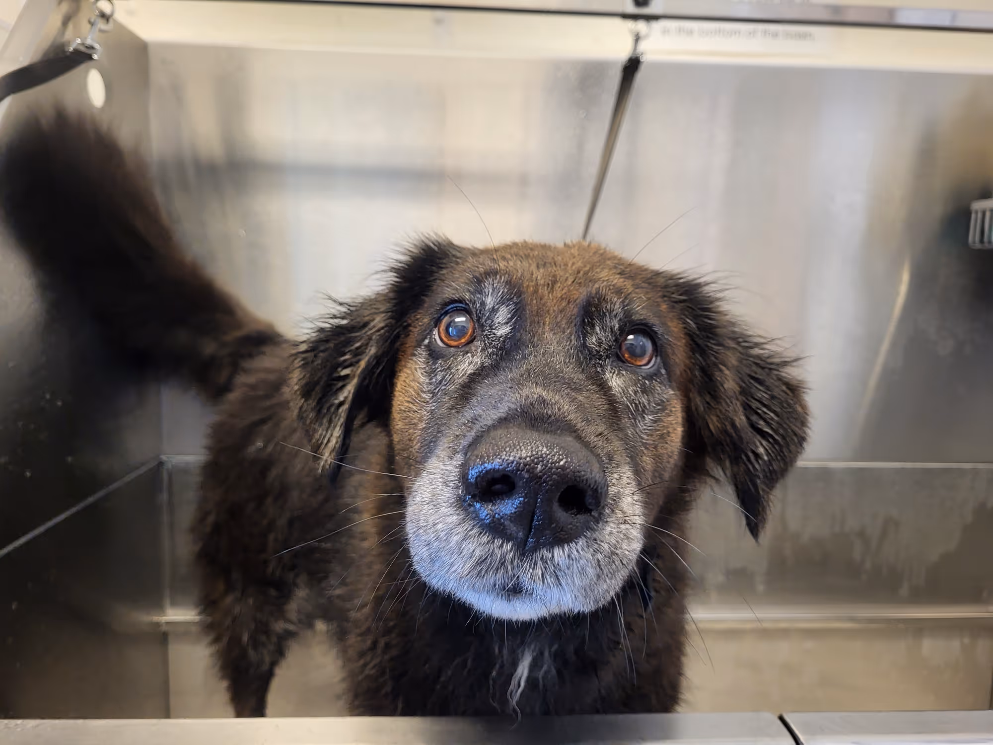 Everything pets need