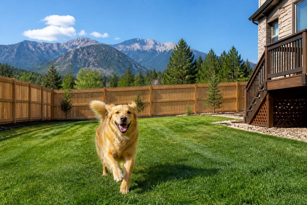 A large golden retriever running freely across a green, well-maintained lawn inside a tall wooden privacy fence at a vacation rental home, with the Rocky Mountains and blue sky visible in the background on a sunny afternoon