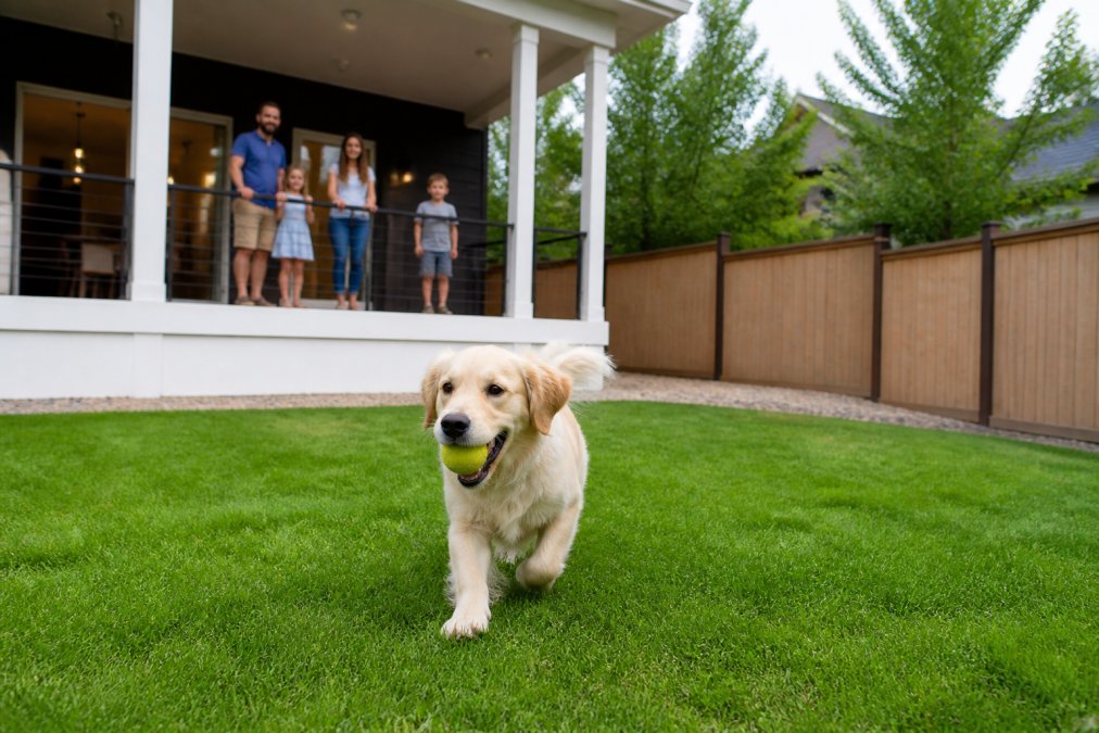 Dog playing in secure fenced yard with modern home in background, green grass, and family members supervising from porch
