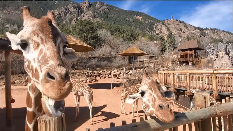Cheyenne Mountain Zoo: America’s Only Mountain Zoo