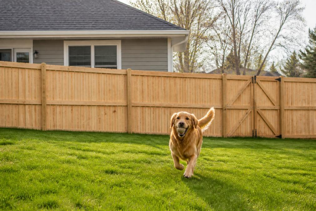 Is a Fenced Yard Worth It for Pet Friendly Rentals?