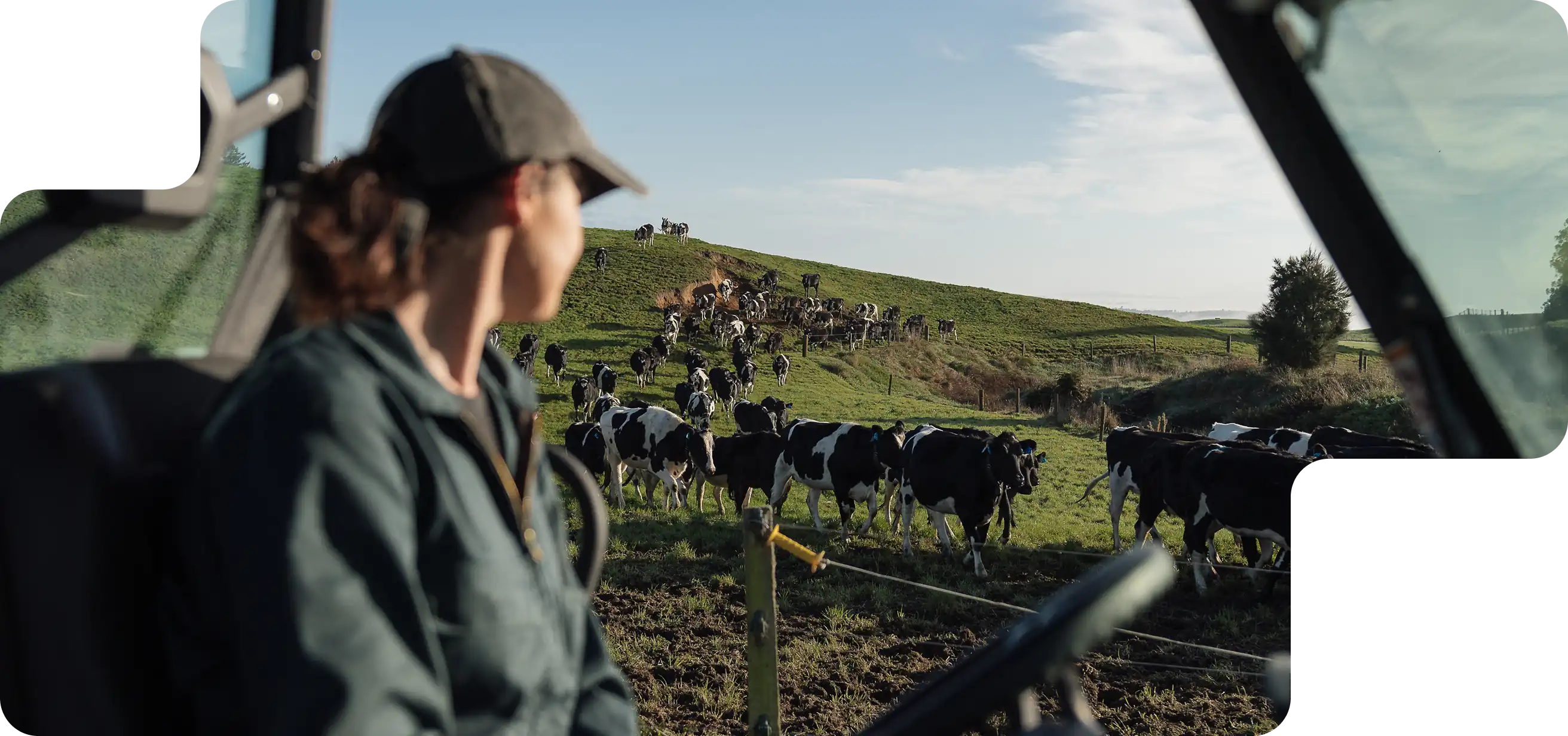 Halter farmer looking at cows coming down the hill