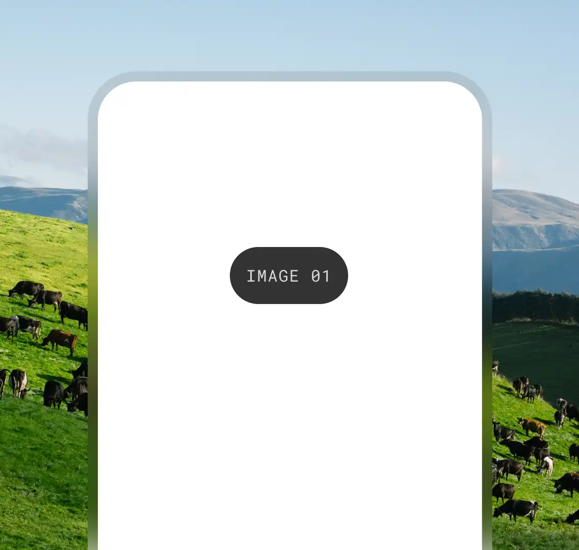 Tabs content of the Halter app