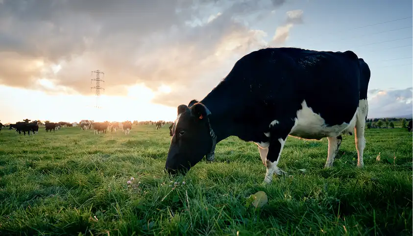 Cow grazing at sunrise